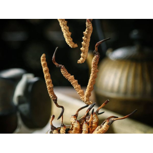 Đông Trùng Hạ Thảo Tự Nhiên Hay Nhân Tạo Đâu Mới Là Tốt Nhất?